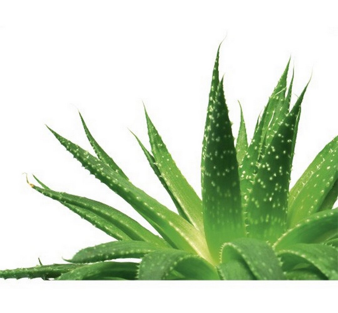 Wandtattoo Aloe Vera