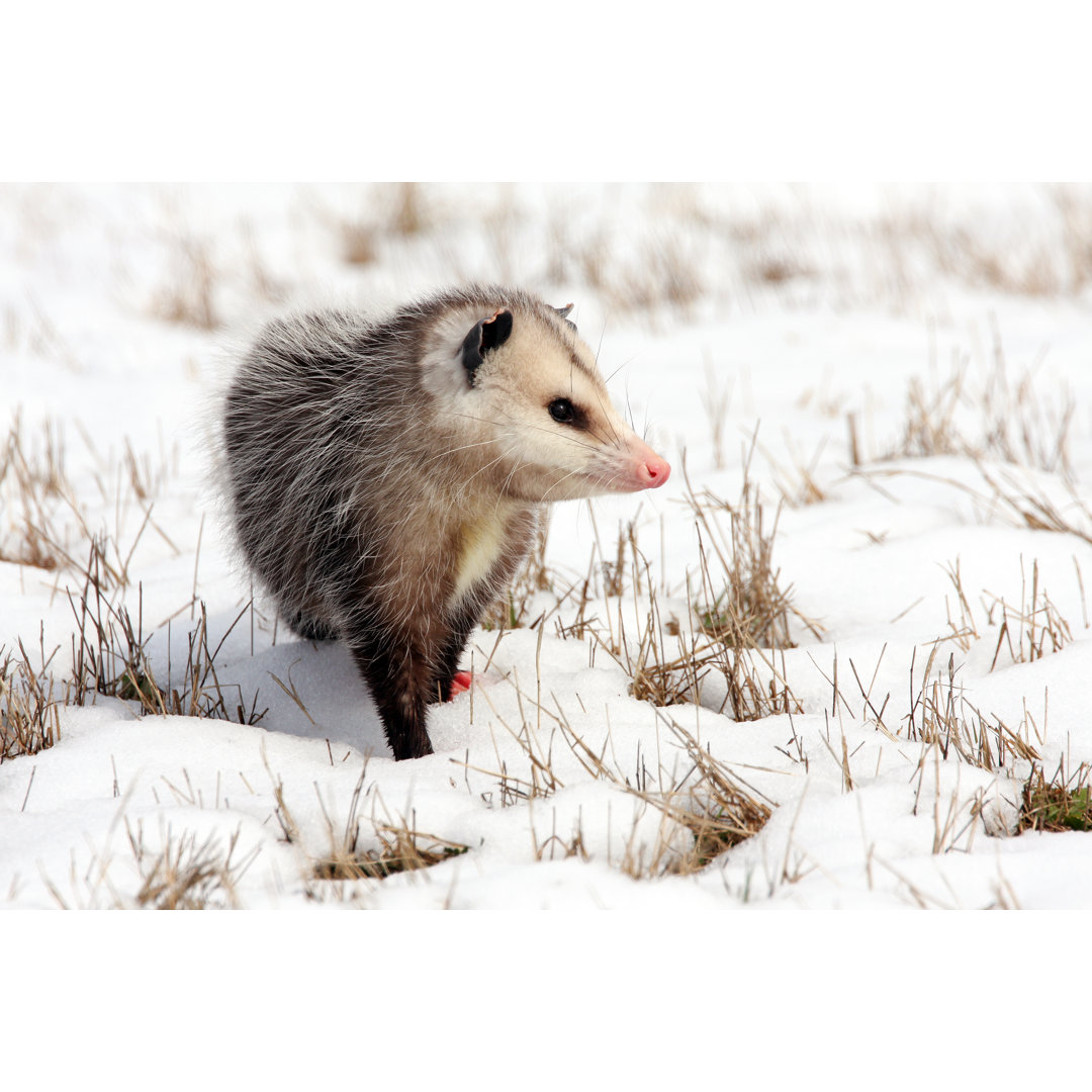 Opossum im Schnee von Jcrader - Kunstdrucke