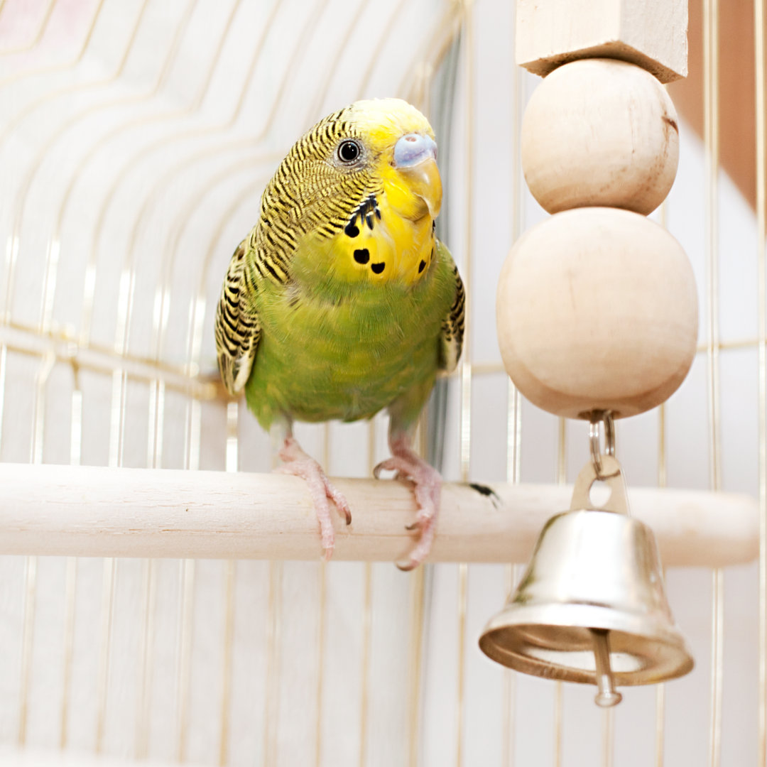 Leinwandbild Domestic Budgie