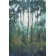 Glow In The Forest II by Tim OToole - Wrapped Canvas Painting