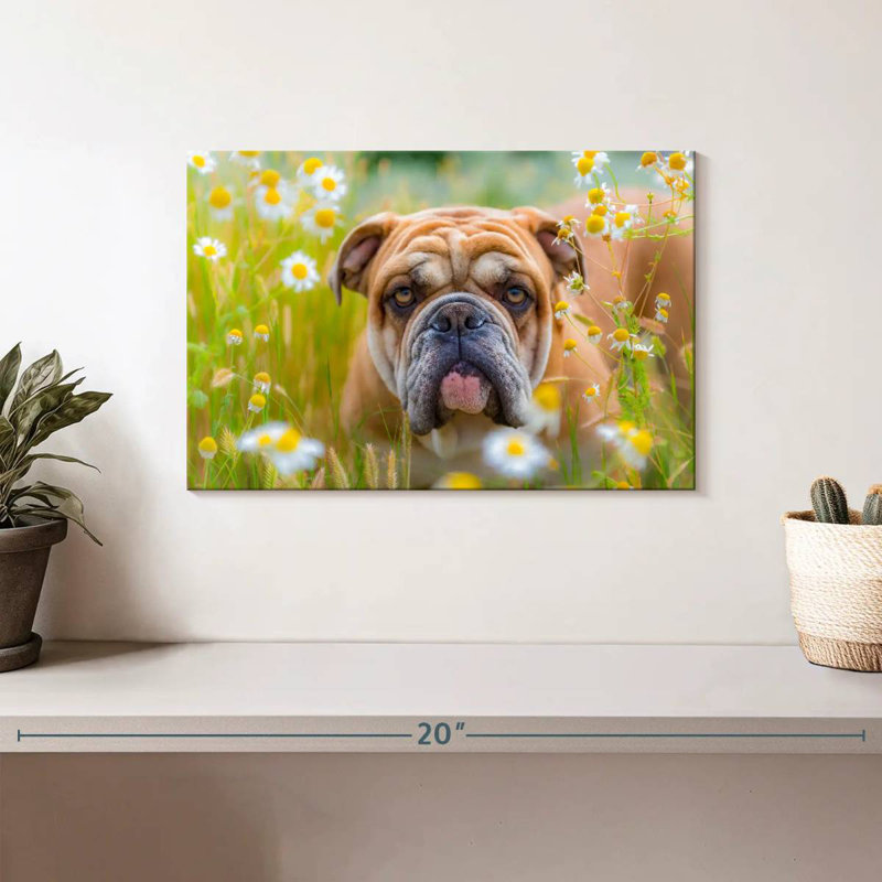Bouledogue anglais Brampt jouant, H 8 po x l 12 po