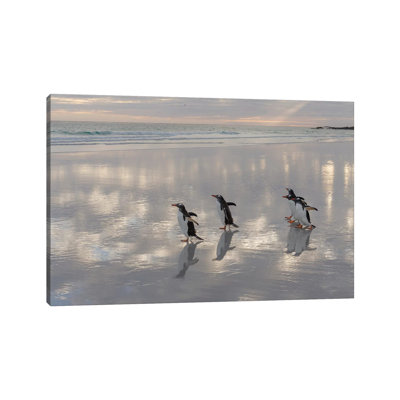 Gentoo Penguin On The Sandy Beach Of Volunteer Point, Falkland Islands by Martin Zwick - Wrapped Canvas Print