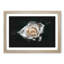 A White Rose - Picture Frame Graphic Art Print-56875873-56875876