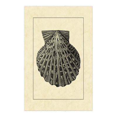 Vintage Shell II - Wrapped Canvas Art Prints