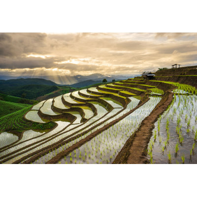 Domineque " Terraced Rice Field " by Naihei