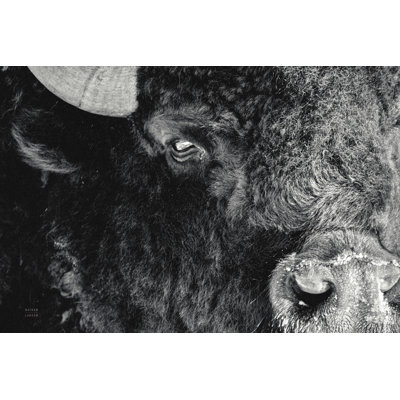 «Bison Stare BW» par Nathan Larson - reproduction