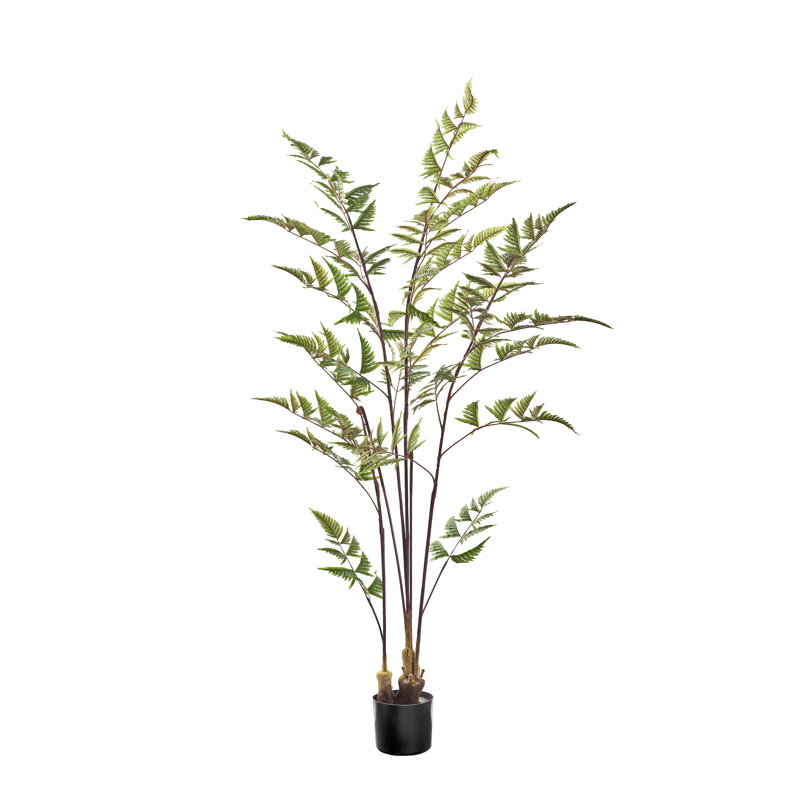 Plant