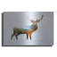 "Deer 1" par Mark Ashkenazi sur métal-673006837