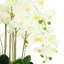Orchid Arrangement in Round Fiberstone Pot-1233830116