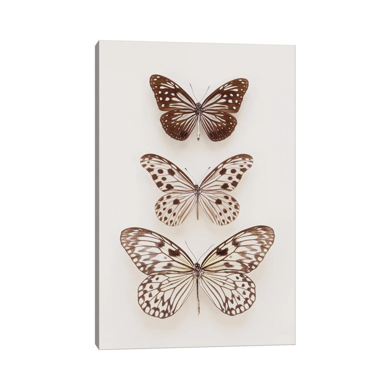 Three Butterflies by Alyson Fennell - Wrapped Canvas Print, 20.32 cm H x 30.48 cm W
