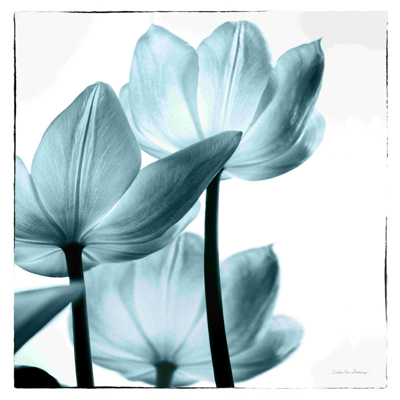 Tulipes translucides III bleu turquoise, H 36 po x l 36 po