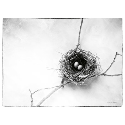 " Nest And Branch IV "