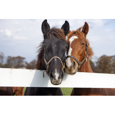 Playful Thoroughbred Racehorses - Wrapped Canvas Print