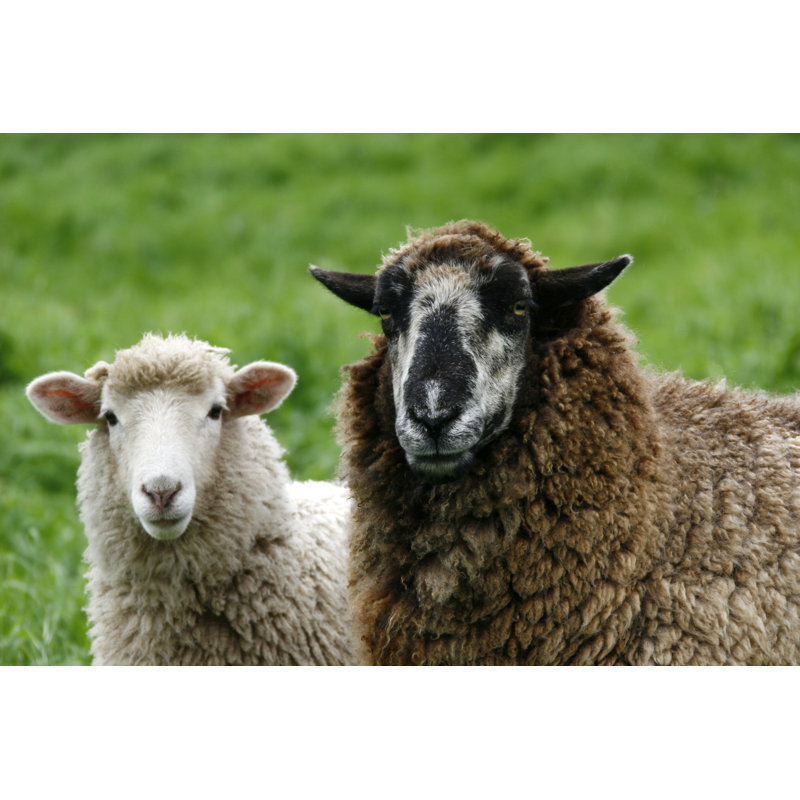 Sheep by Jamesbowyer