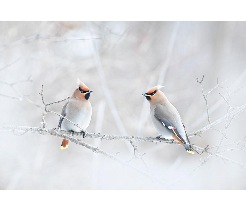 Art sur toile tendue Lark Manor ™, Cumming, Jim, H 34 po x l 48 po
