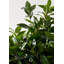 150cm Faux Plant in Cement Pot