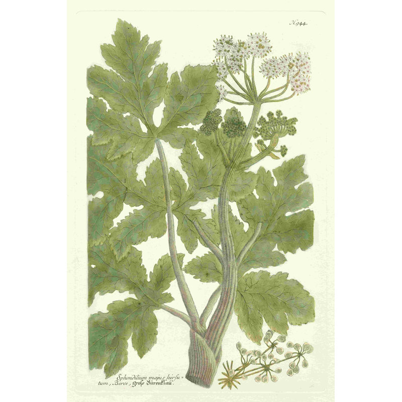 Weinmann Greenery I (JP), H 18 po x l 12 po