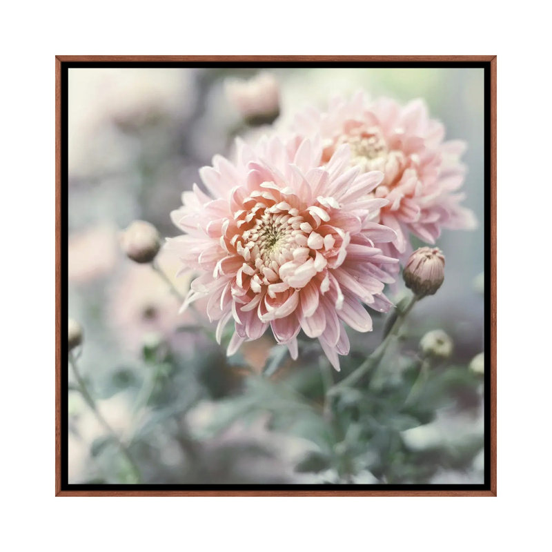 Muted Daisy by Sarah Gardner - Print on Canvas, 66.04 cm H x 66.04 cm W, Brown Floater Frame