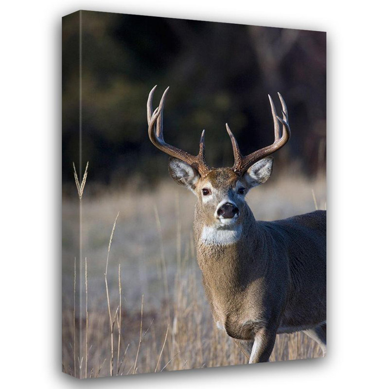 Art sur toile tendu avec Alccher Hill® Archer, Ken Gallery: blanc, cerf à queue, H 18 po x l 13 po