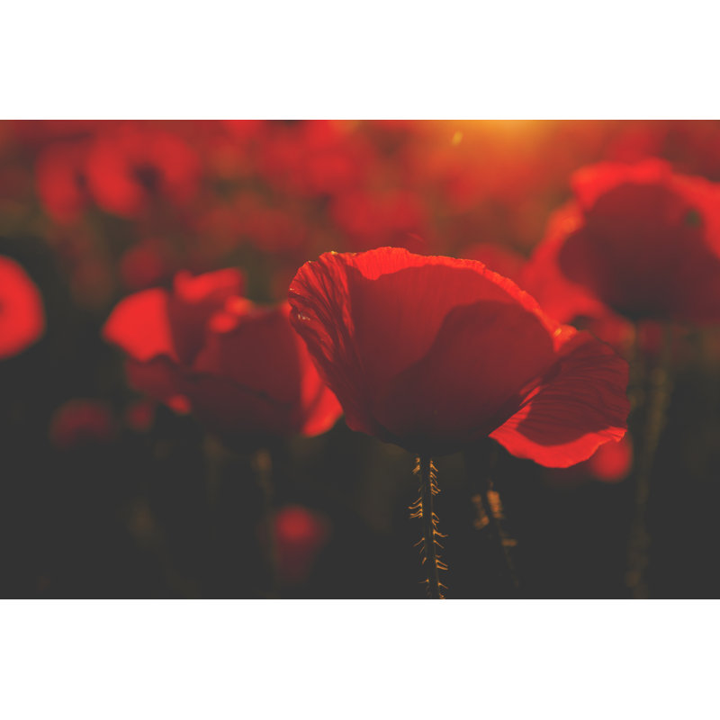 Red Poppies by Jessicahyde - Wrapped Canvas Print, 30cm H x 46cm W