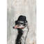 Mister Ostrich - Wrapped Canvas Rectangle Painting-34963555