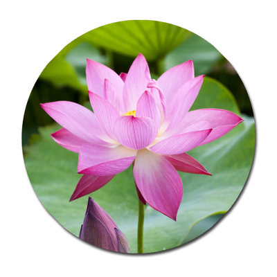 Fleur de lotus mauve - Photographie sur papier