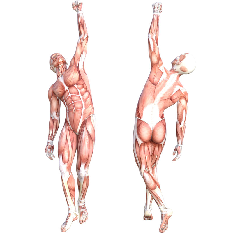 Muscular System Cardboard Standup