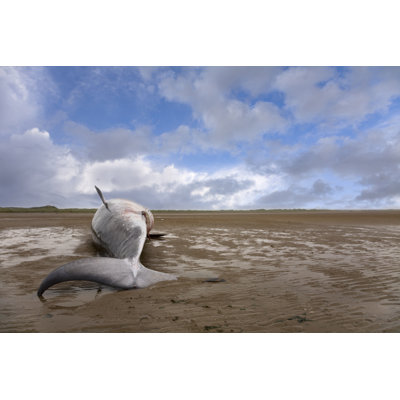 Minke Whale by DaveMcAleavy - Wrapped Canvas Print