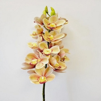 Tige d'orchidée