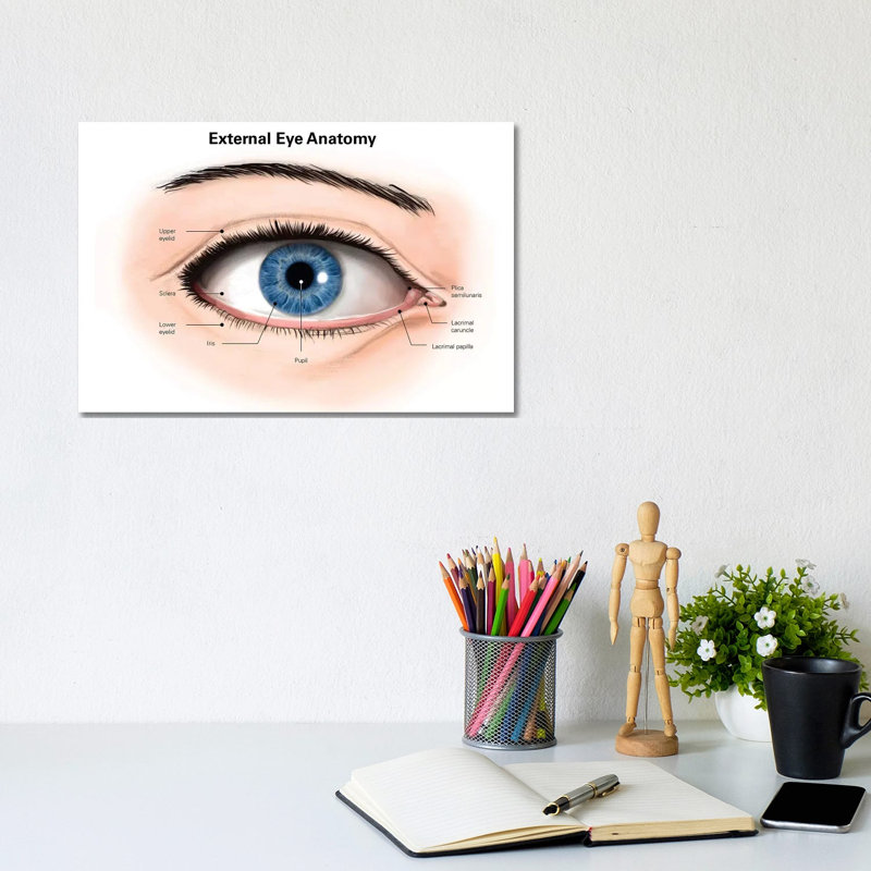 External Anatomy Of The Human Eye (With Labels) by Alan Gesek - Wrapped Canvas Gallery-Wrapped Canvas Giclée
