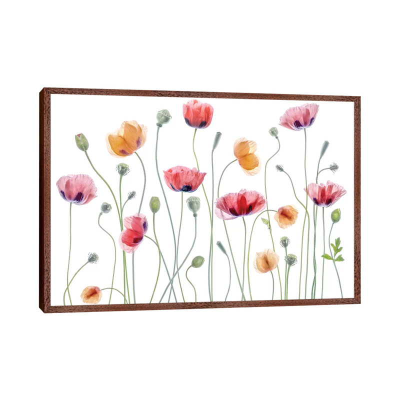 Papaver Party by Mandy Disher - Print on Canvas, 45.72cm H x 66.04cm W x 3.81cm D, Classic Brown Wood Framed