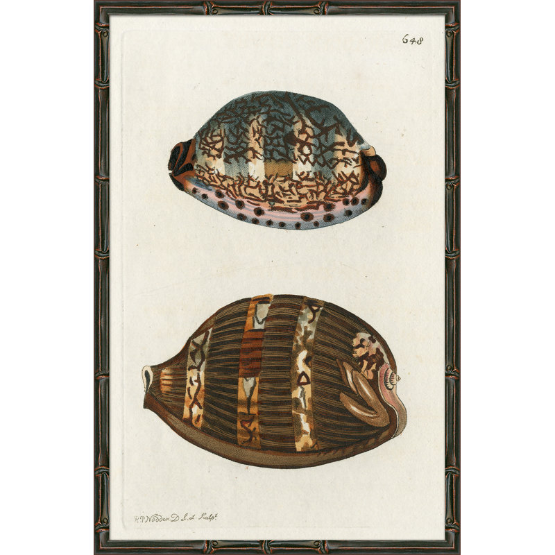 'Sea Shell' Framed Graphic Art Print