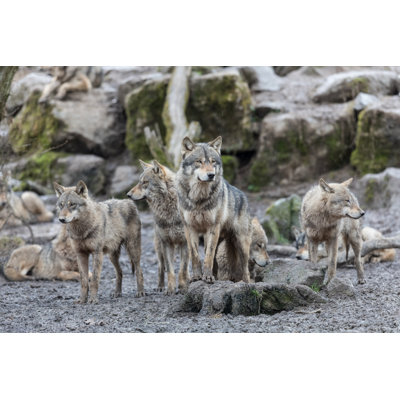 Loup Gris Wolf - Wrapped Canvas Print