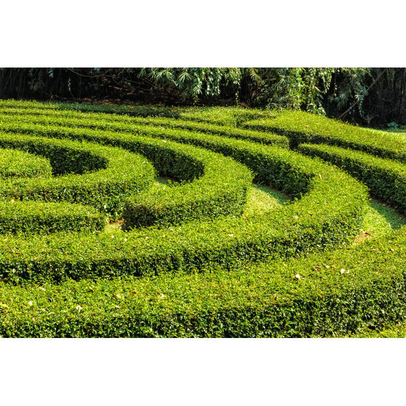 Labyrinth Of Bushes - Wrapped Canvas Print, 30cm H x 46cm W x 3.8cm D