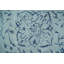 Wool Damask Indoor Rug-1821330761