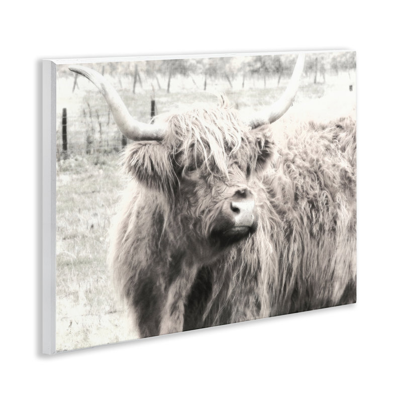 Art mural Stupell Industries Highland Cow