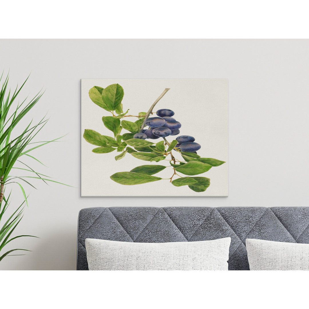 Sloe Berry Botanical Illustration Canvas Print