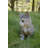 Head-Tilting Tabby Kitten Sitting-50844502