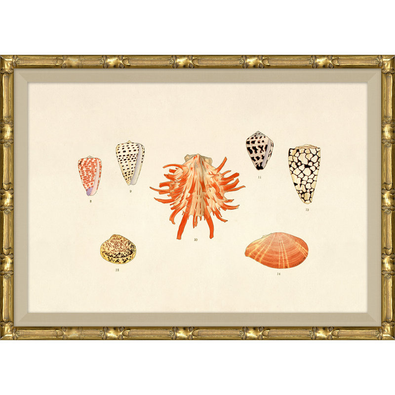 Malacology Study, Plate I