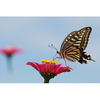 Stonesby Butterfly by Yamatao - Wrapped Canvas Print