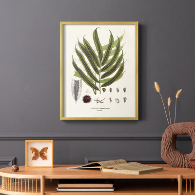 Botanical Society Ferns II Framed Print - Solid Wood