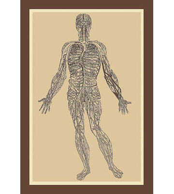 « nerveux system » par andreas vesalius, reproduction d’art
