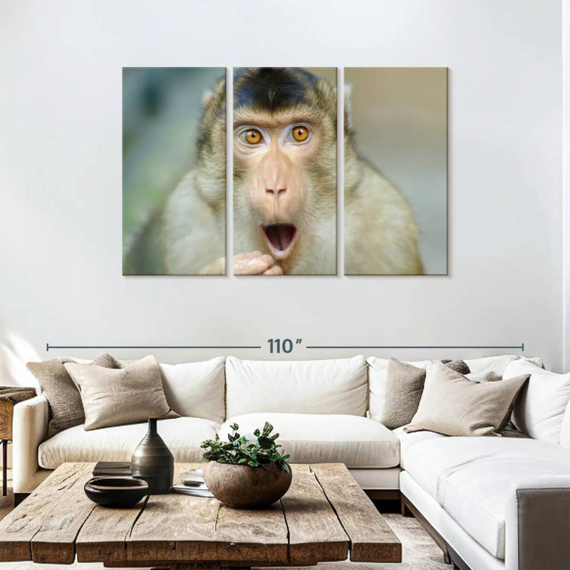 Brampt singe I, H 48 po x l 74 po