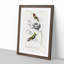 Bird Illustrations PL. 5D by Charles D' Orbigny - Single Picture Frame Painting-55457210-55457208