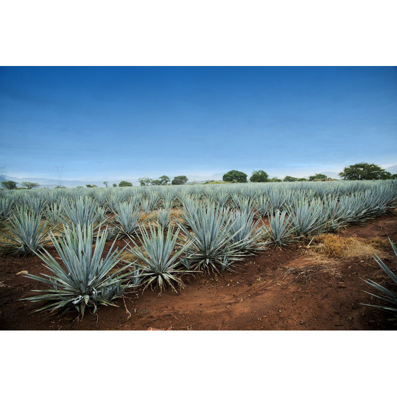Agave Tequila Landscape To Guadalajara, Jalisco, Mexico by Camaralenta - Wrapped Canvas Print, 20cm H x 30cm W