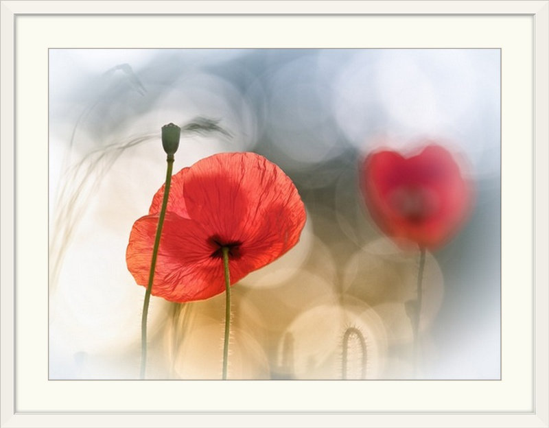 «Straub Morning Poppies» par Steve Moore - reproduction, H 22 po x l 30 po x P 1,5 po, Toile