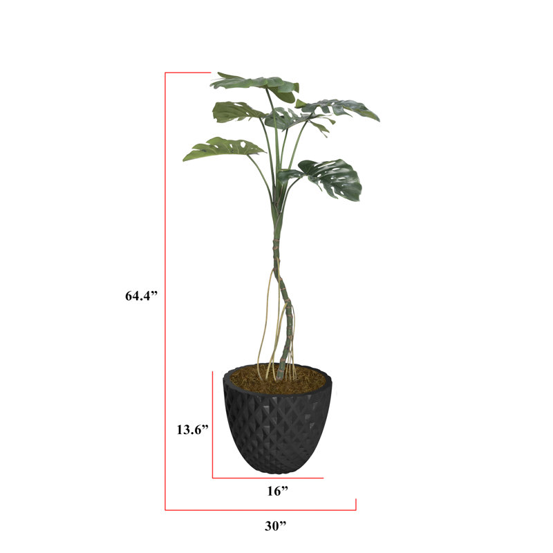 64,6 po plante
