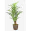 Faux Kentia Palm Tree in Solid Wood Basket