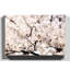 Flower Pink Cherry Blossom Sakura Tree Photographic - Wrapped Canvas-19041883