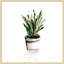 Impression sur bois encadrée «Pots Botanicals III» par Marcy Chapman-884697073